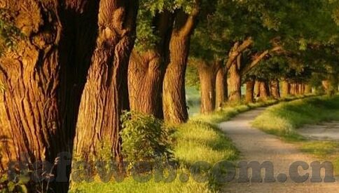 4月24足球比分-4月24日足球盛宴，绿茵场上的激情与悬念，比分背后的故事全解析